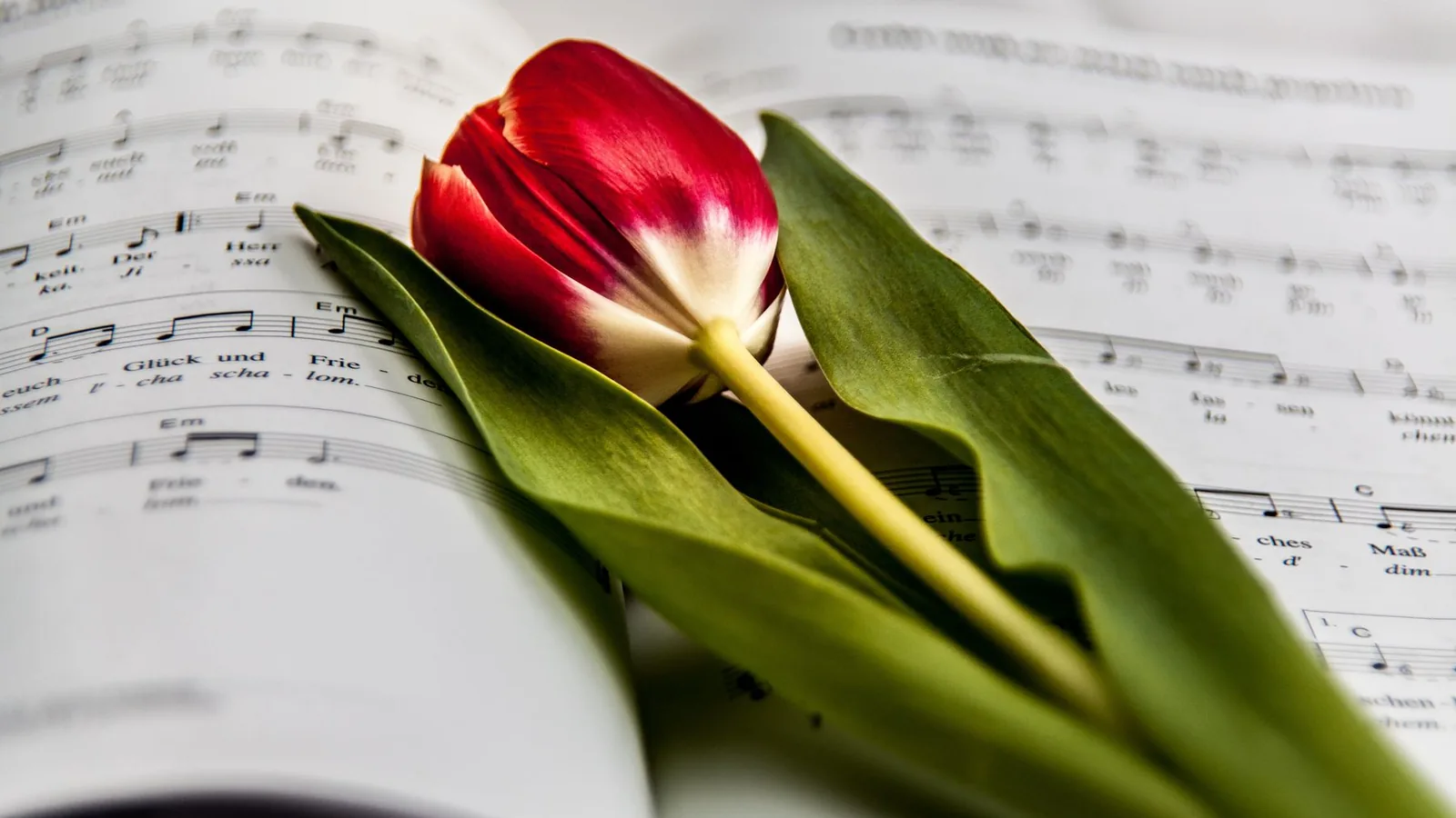 Sheet music and a rose